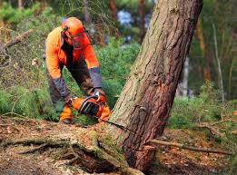 Best Arborist Consultation Services  in Colmar Manor, MD