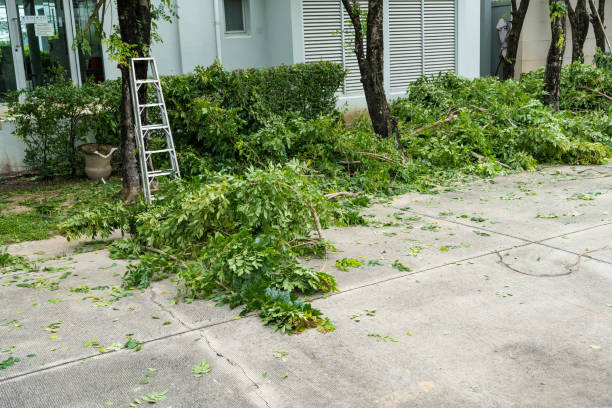 How Our Tree Care Process Works  in  Colmar Manor, MD