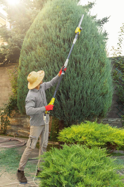 Best Lawn Maintenance Plans  in Colmar Manor, MD